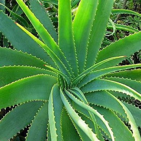 Aloe Vera Oil